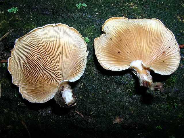 2005 :  Un anno di funghi
